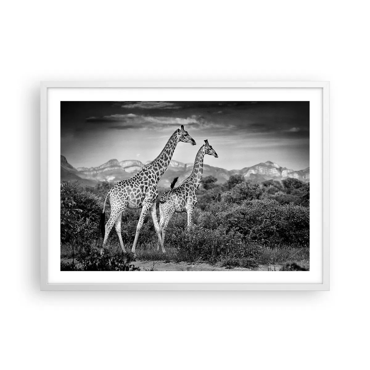 Poszter fekete keretben - Magas rangok Afrikában - 70x50 cm