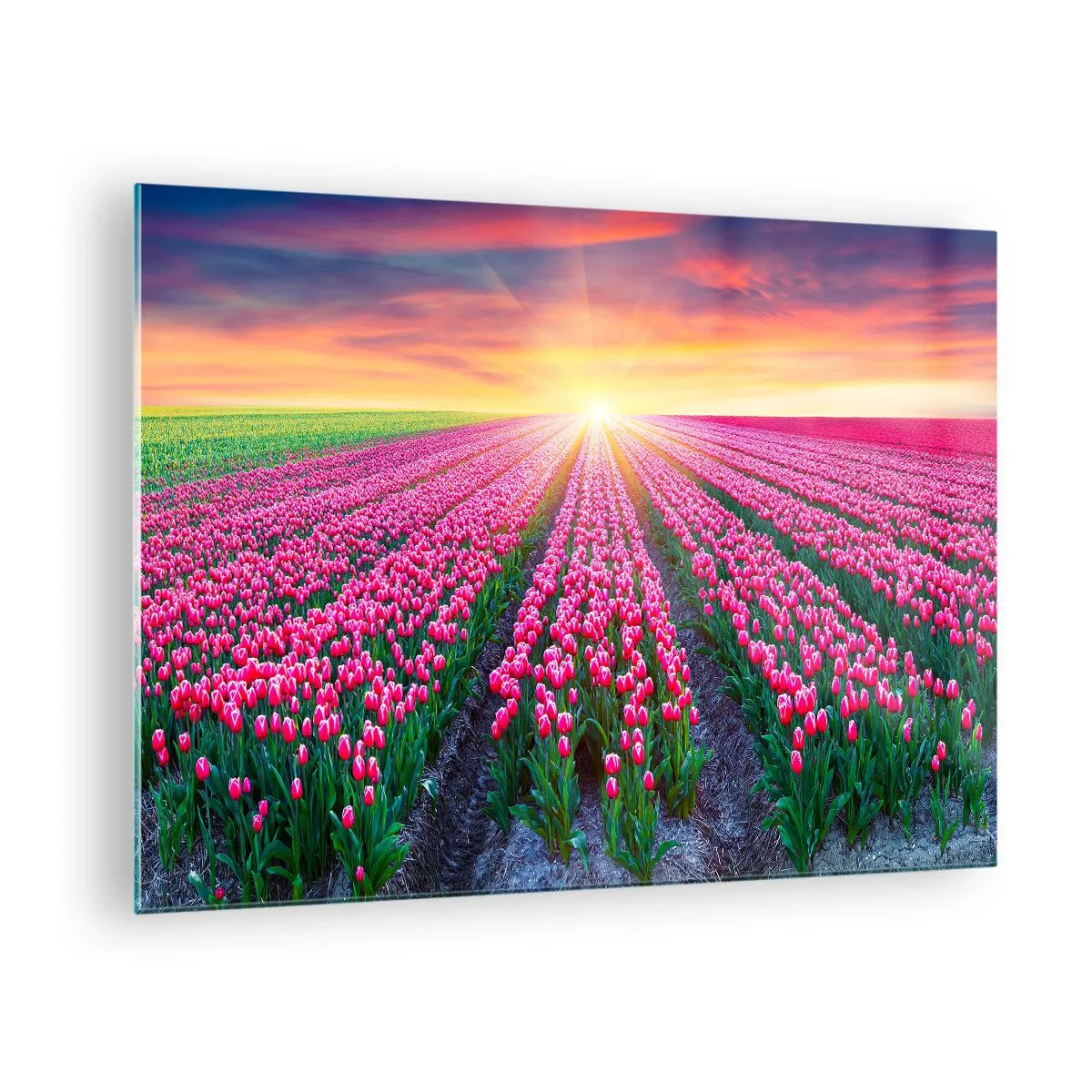 Üveg kép - Rózsaszín tulipánmező a lenyugvó nap sugaraiban - 70x50cm - Gyönyör farm - Modern fali dekoráció nappalihoz és hálószobához ARTTOR