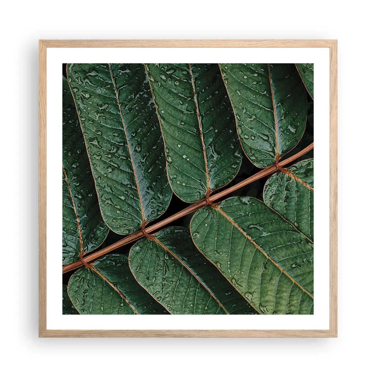 Poszter világos tölgy keretben - Zöld ritmusban - 60x60 cm