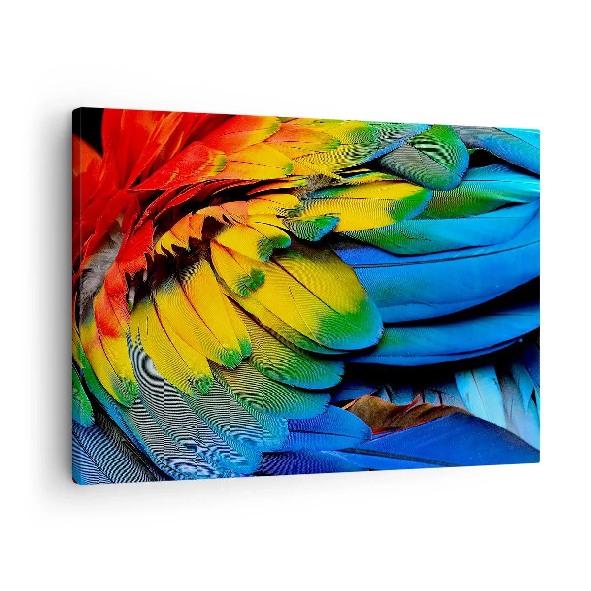 Vászonkép - Egy papagáj színes tollai közelről - 70x50cm - Paradicsom madár - Modern fali dekoráció nappalihoz és hálószobához ARTTOR