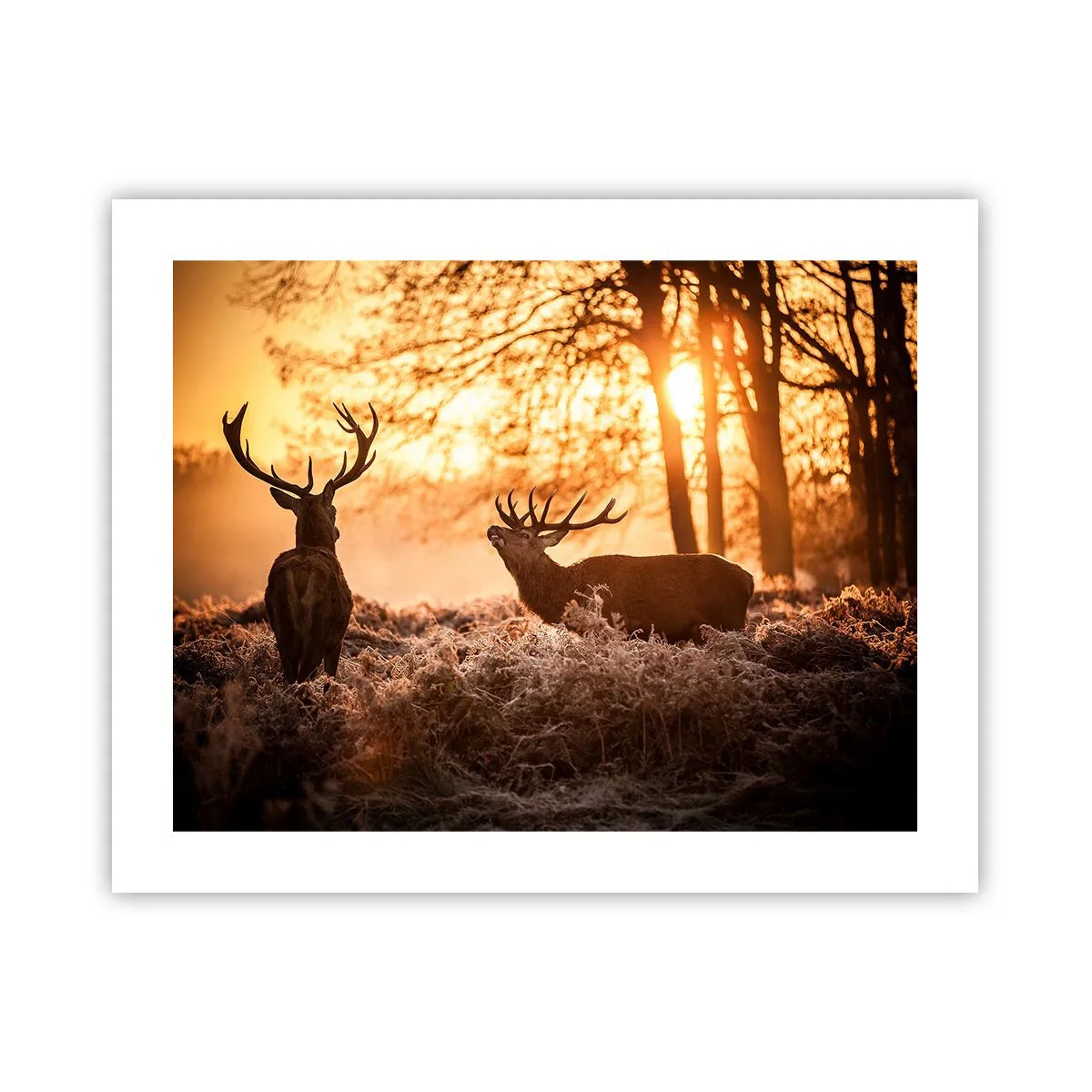 Poszter - Vadász álma - 50x40 cm