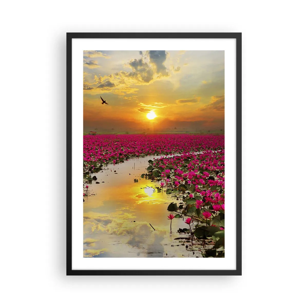 Poszter fehér keretben - Rózsaszín tavirózsák mezője naplementekor - 50x70cm - A tó titokzatos élete - Modern fali dekoráció nappalihoz és hálószobához ARTTOR