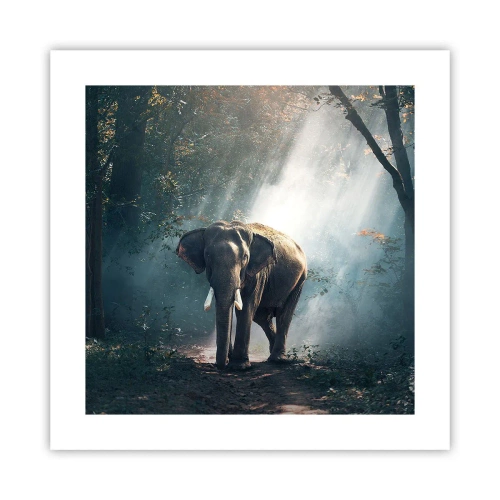 Poszter - Nyugodt séta - 40x40 cm