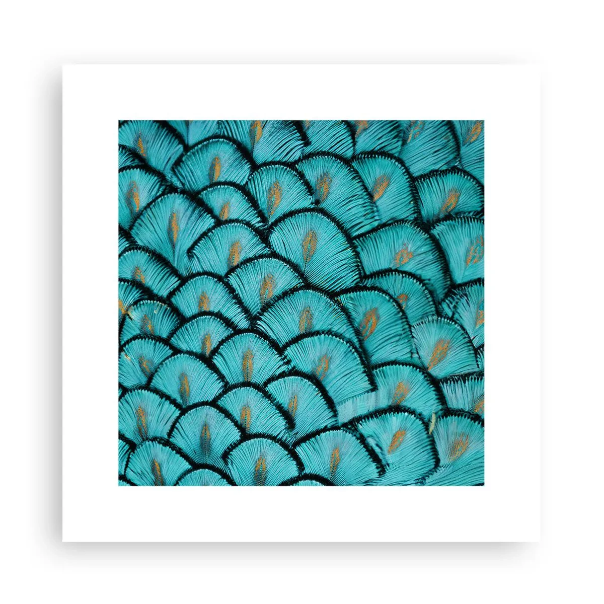 Poszter - A tollak nagy gálája - 30x30 cm