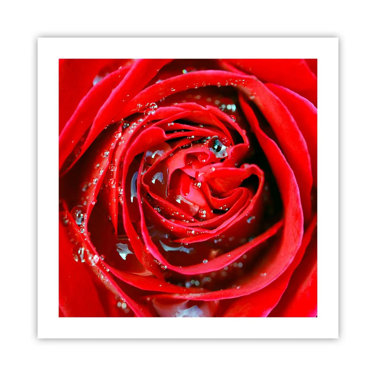 Poszter - A harmatcseppekben - 50x50 cm