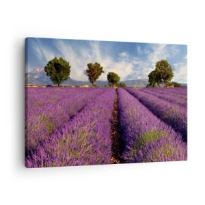 Vászonkép - Levendulaföld fákkal, hegyek és ég hátterében - 70x50cm - Levendula mezők - Modern fali dekoráció nappalihoz és hálószobához ARTTOR