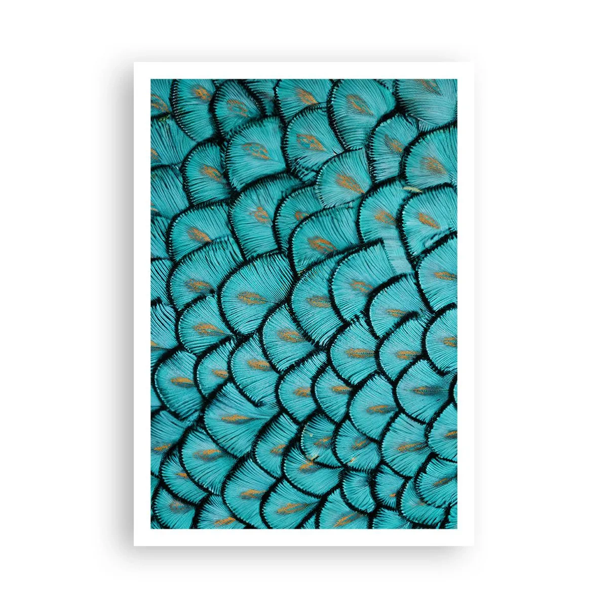 Poszter - A tollak nagy gálája - 70x100 cm