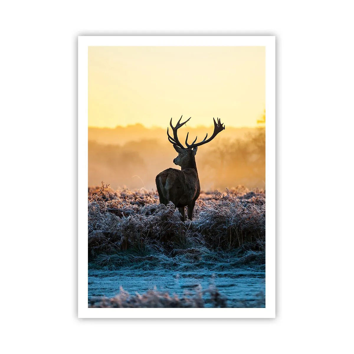 Poszter - Megkoronázott a birtokán - 70x100 cm