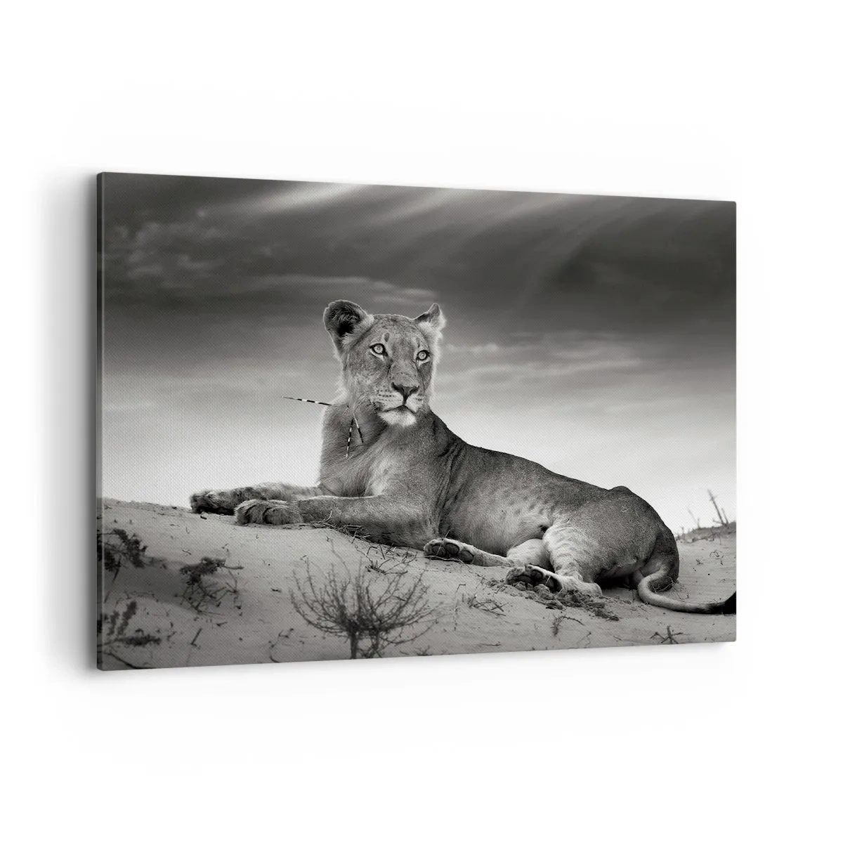 Vászonkép - A sivatagi királynő pihenése - 100x70 cm