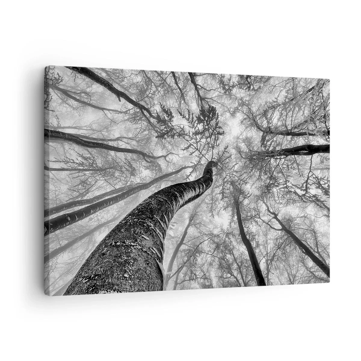 Vászonkép - Az erdő fáinak perspektívája alulról, szürke árnyalatokban - 70x50cm - Verseny a fény felé - Modern fali dekoráció nappalihoz és hálószobához ARTTOR