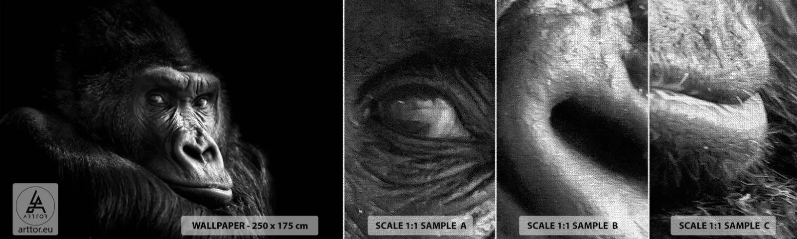 Fotótapéta Minta Premium Canvas - Mit bámulsz? - Majom, Gorilla, Állatok - 100x30 cm