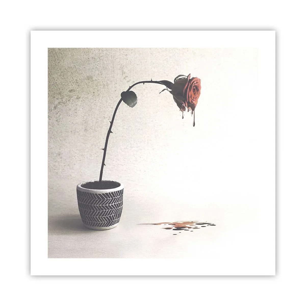 Poszter - Rosa dolorosa - 50x50 cm