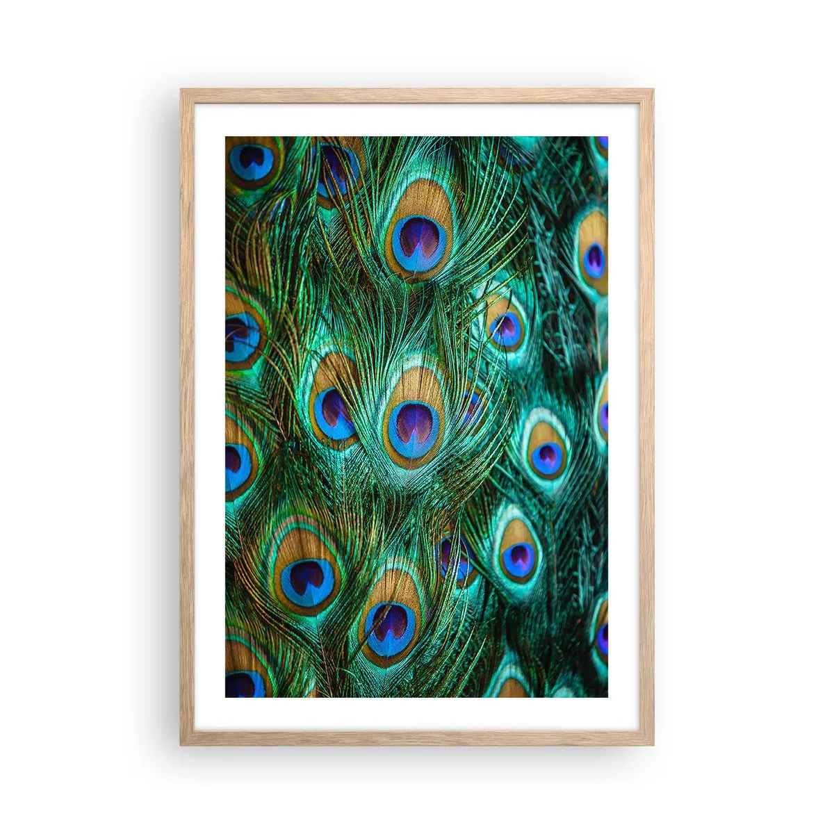 Poszter világos tölgy keretben - Pávaszemű pillantás - 50x70 cm