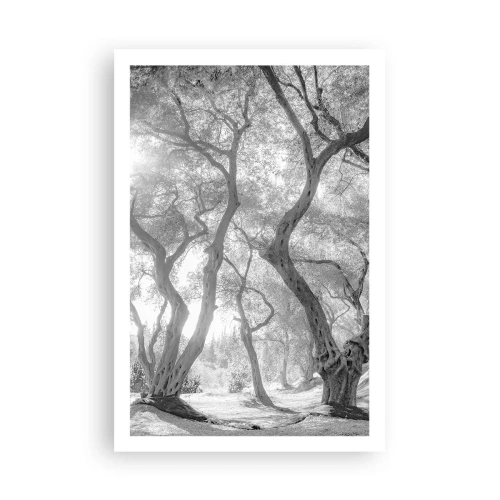 Poszter - Egy olajfaligetben - 61x91 cm