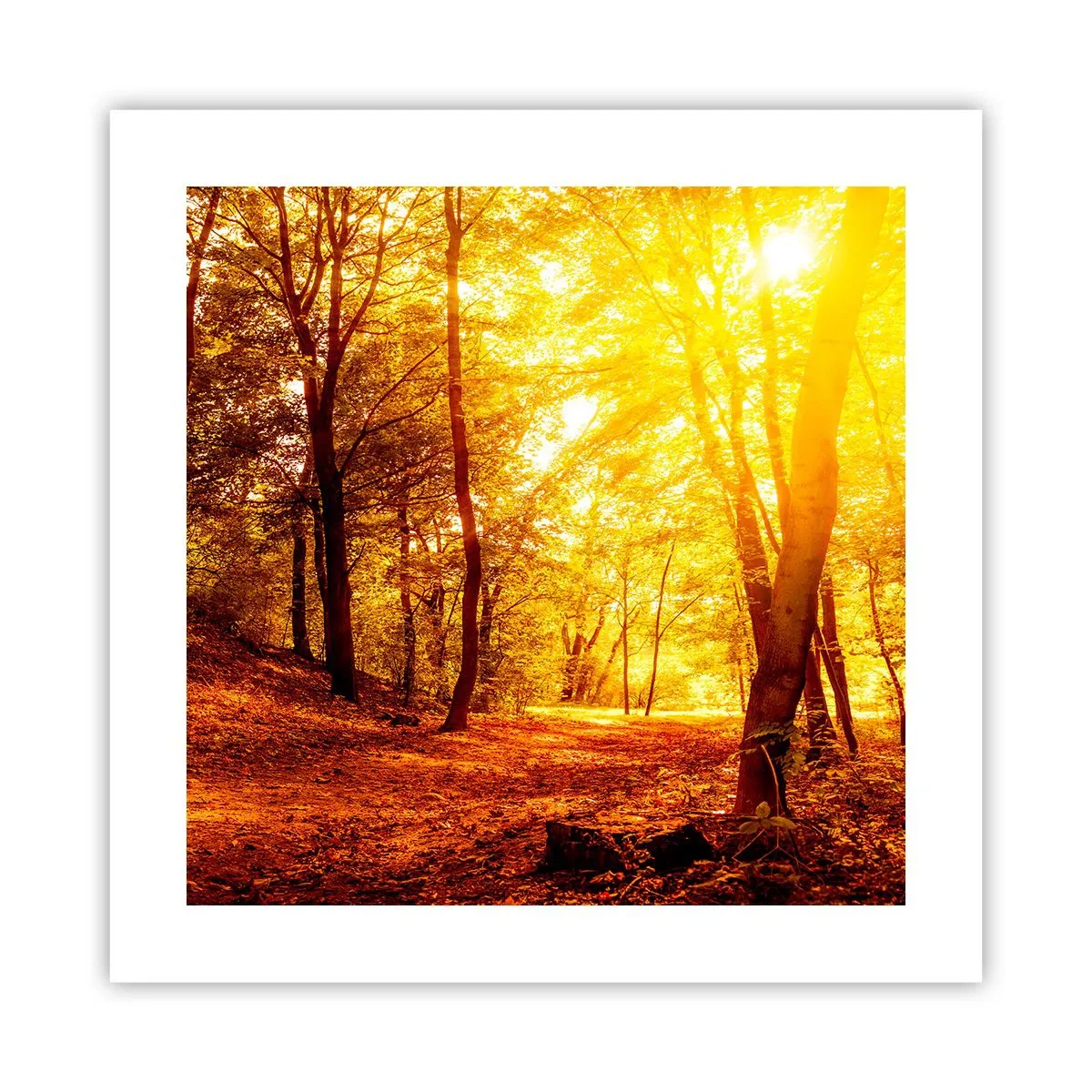 Poszter - Az arany tisztás felé - 40x40 cm