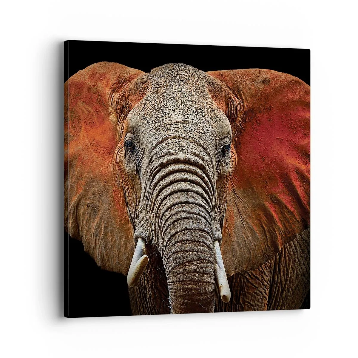 Vászonkép - Én vad vagyok, és te? - 40x40 cm