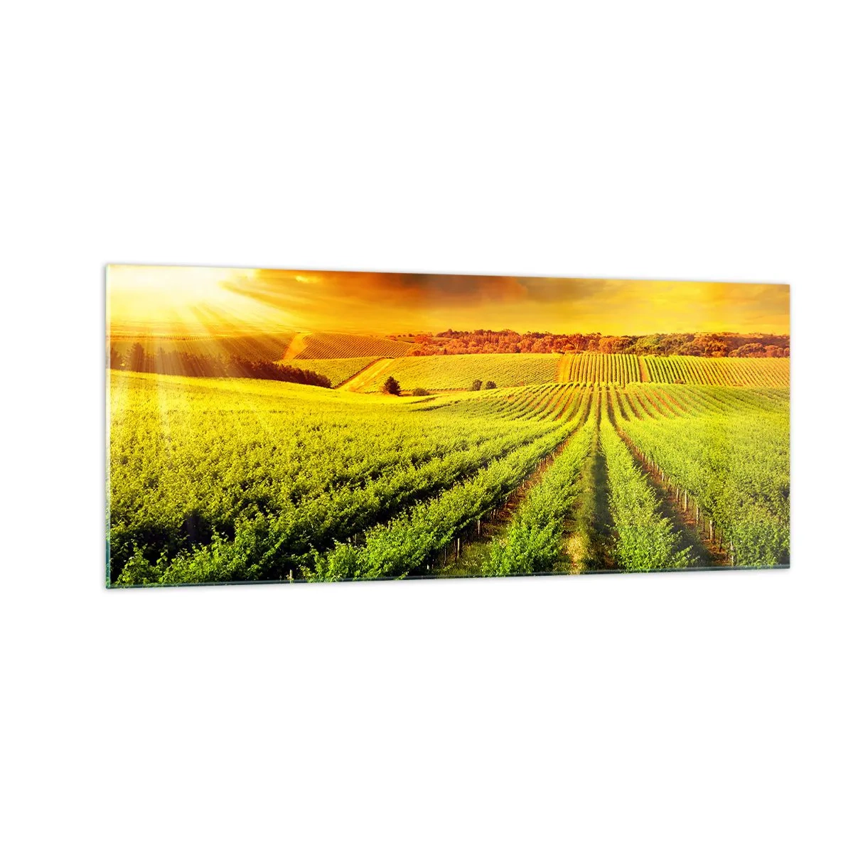 Üveg kép - Ausztrál nap alatt - 100x40 cm
