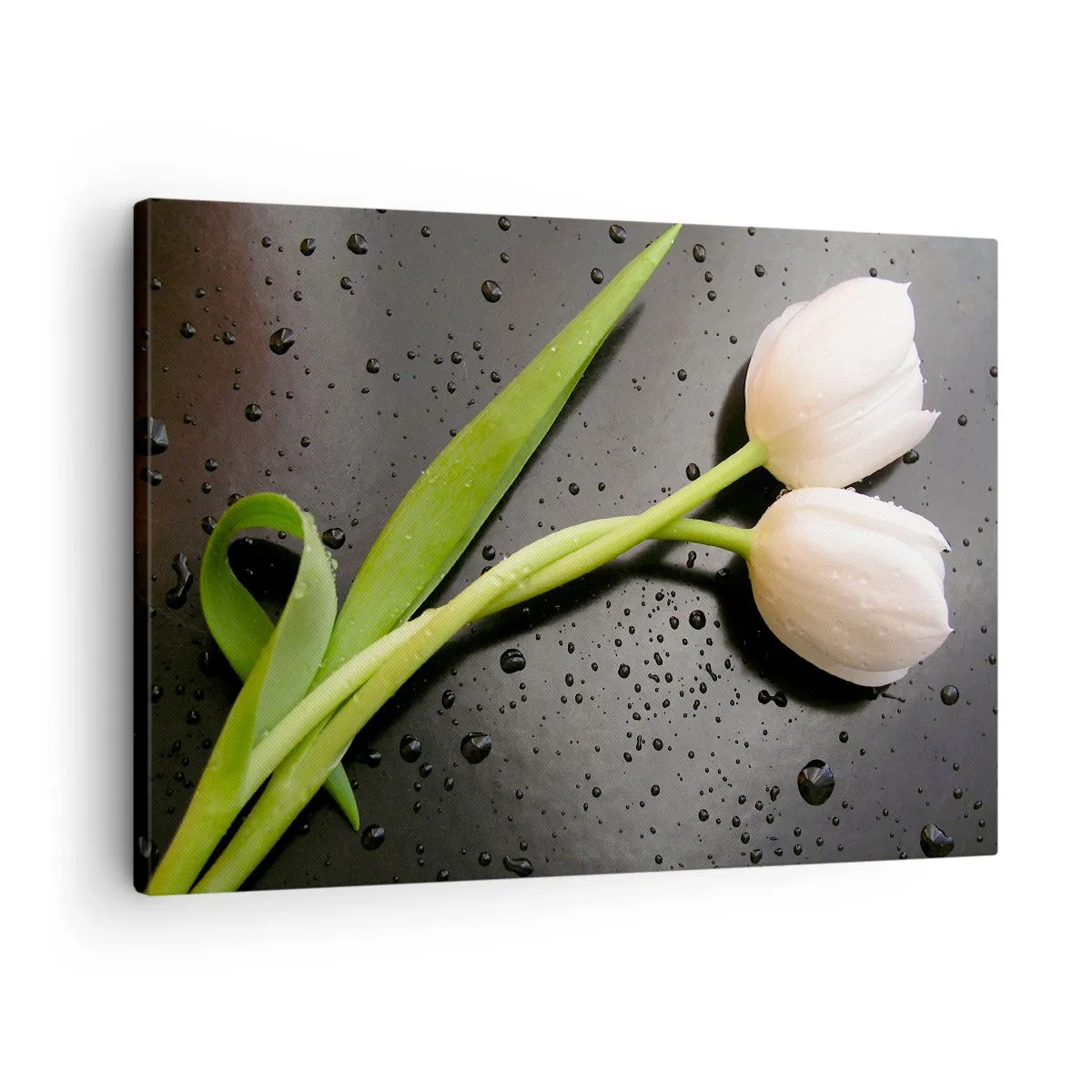 Vászonkép - Fehér tulipánok fekete alapon vízcseppekkel - 70x50cm - Tavaszi fonódás - Modern fali dekoráció nappalihoz és hálószobához ARTTOR