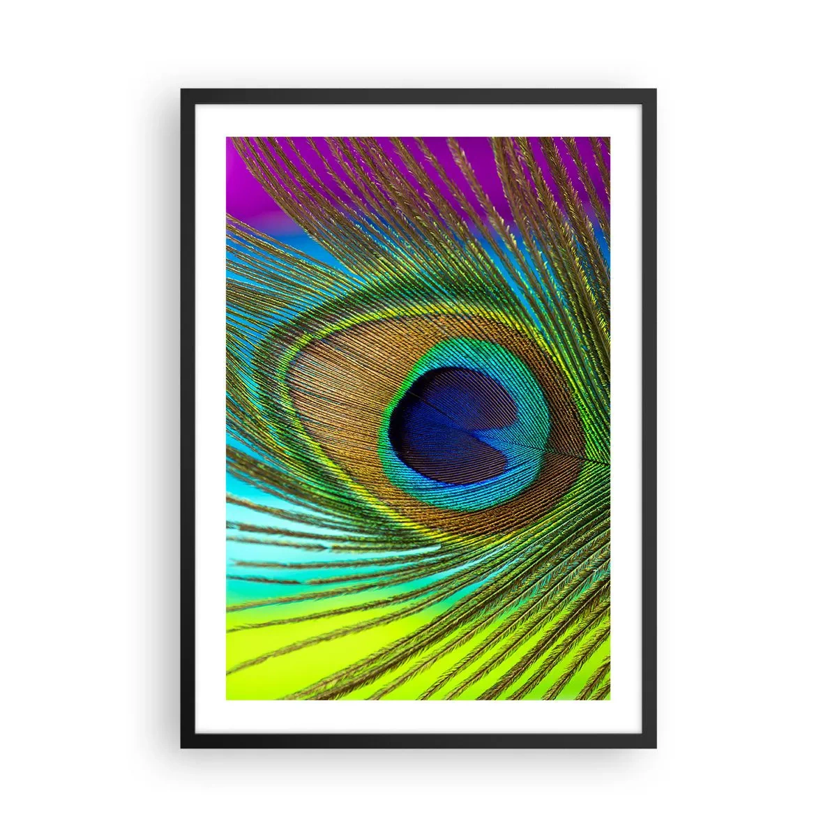 Poszter fehér keretben - Pávatoll részlete intenzív színekben - 50x70cm - Szemtől szemben - Modern fali dekoráció nappalihoz és hálószobához ARTTOR