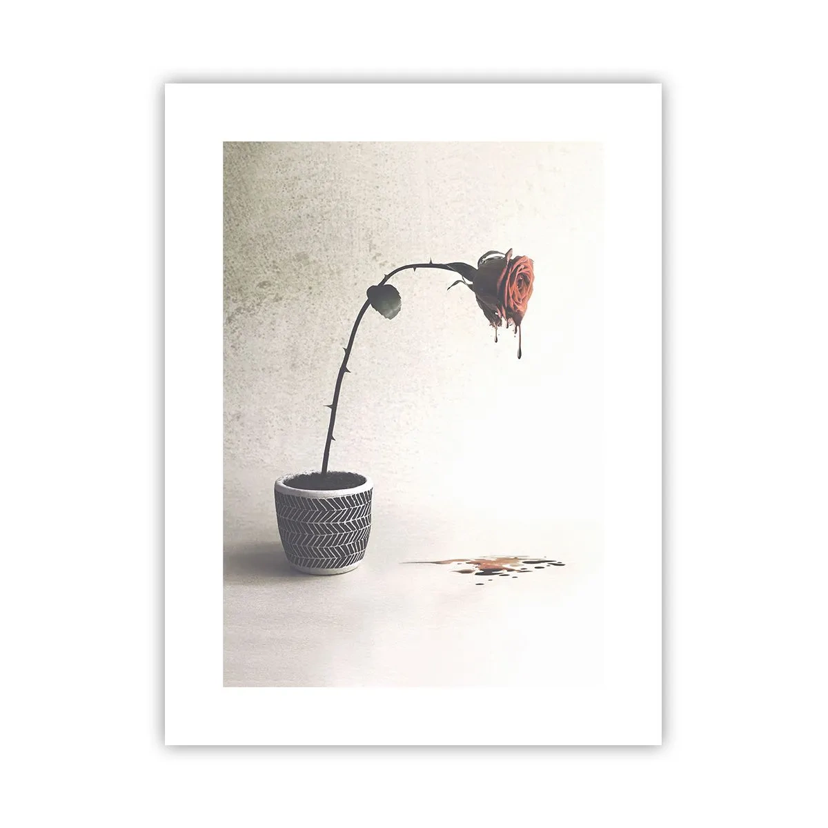 Poszter - Rosa dolorosa - 30x40 cm