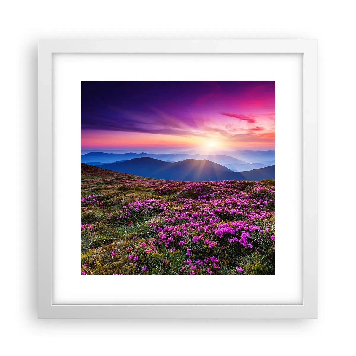 Poszter fekete keretben - A gyógynövények friss fürtjei illatoztak a mezőkről - 30x30 cm