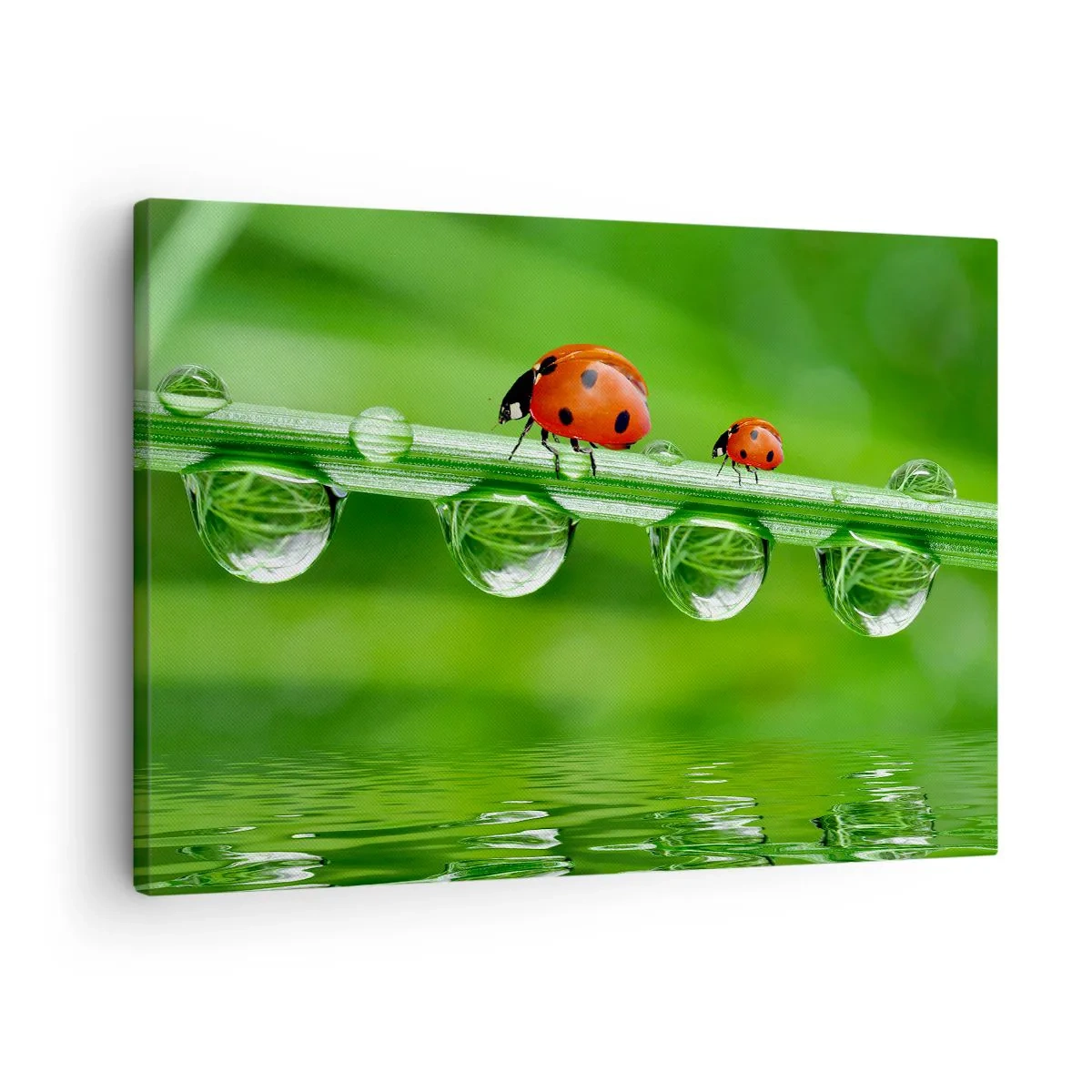 Vászonkép - Katicabogarak egy fűszálon harmatcseppekkel természetes környezetben - 70x50cm - Egész nyáron az úton - Modern fali dekoráció nappalihoz és hálószobához ARTTOR