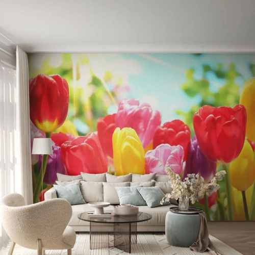 Fotótapéta Standard Eco - Színes tulipánok a napsütésben - 100x70cm - Mi vagyunk, a május színei! - Modern fali dekoráció nappalihoz és hálószobához ARTTOR