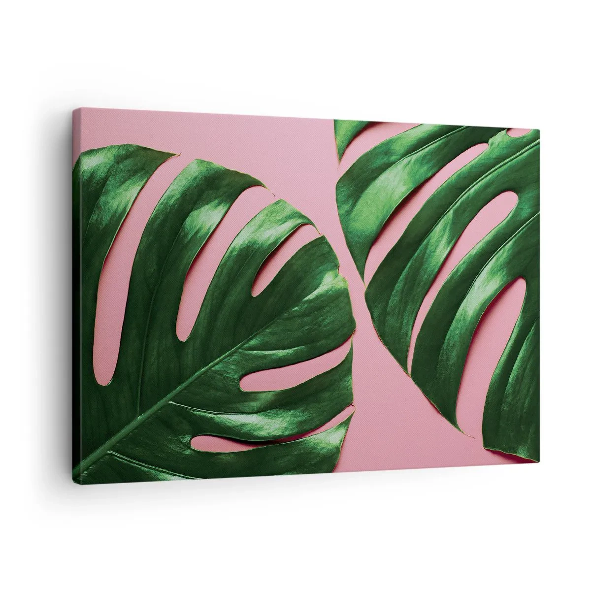Vászonkép - Zöld monstera levelek rózsaszín háttéren - 70x50cm - Zöld rendez-vous - Modern fali dekoráció nappalihoz és hálószobához ARTTOR