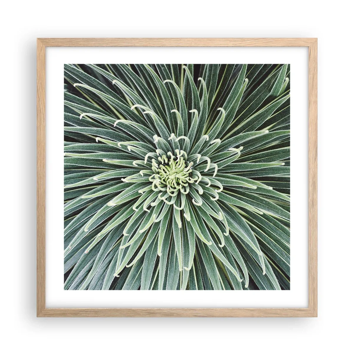 Poszter világos tölgy keretben - Csillag születik - 50x50 cm