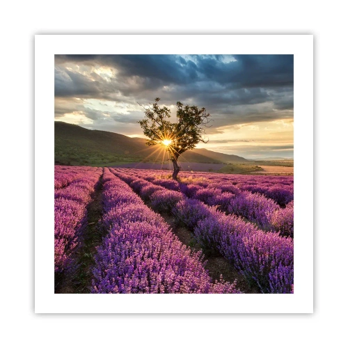 Poszter - Lila színű illat - 50x50 cm