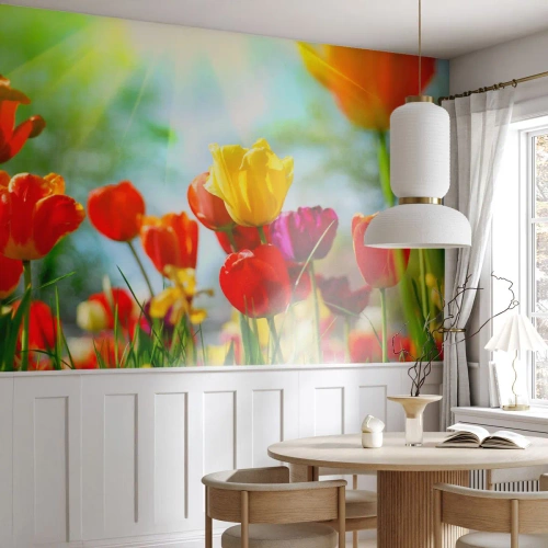 Fotótapéta Standard Eco - A nap minden színe - Tulipánok, Virágok, Rét - 500x350 cm