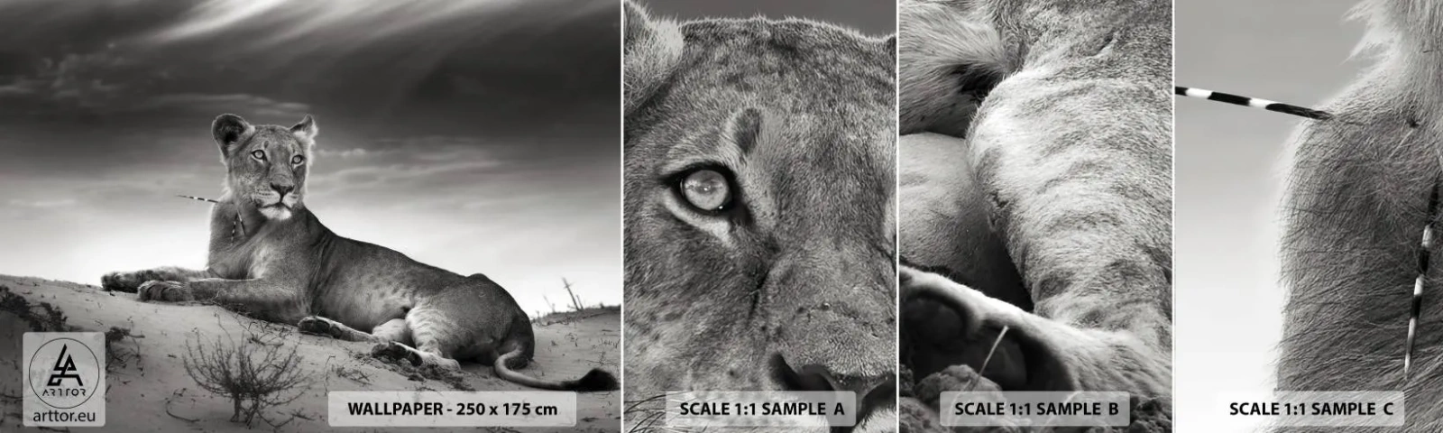 Fotótapéta Minta Öntapadós Deluxe Sticker - A sivatagi királynő pihenése - Állatok, Oroszlán, Sivatag - 100x30 cm