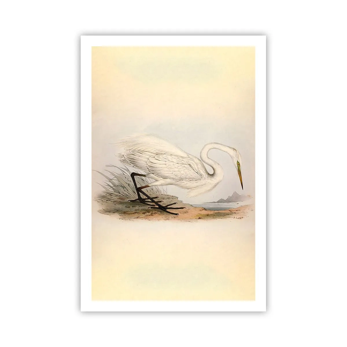 Poszter - Hölgy a nádasban - 61x91 cm