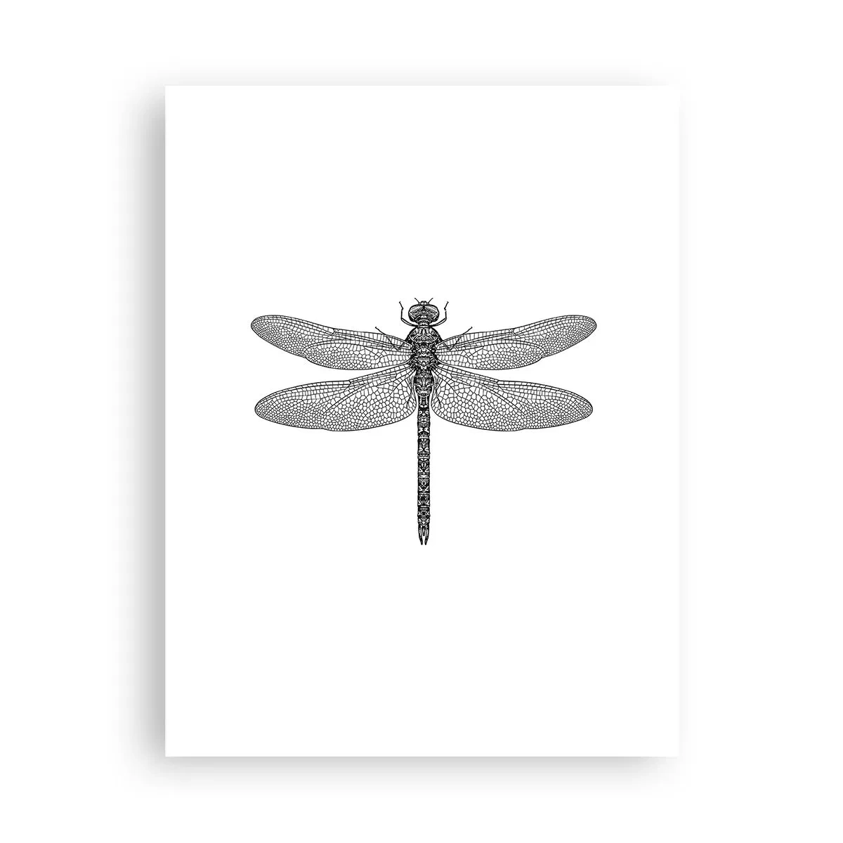 Poszter - A természet precizitása - 30x40 cm