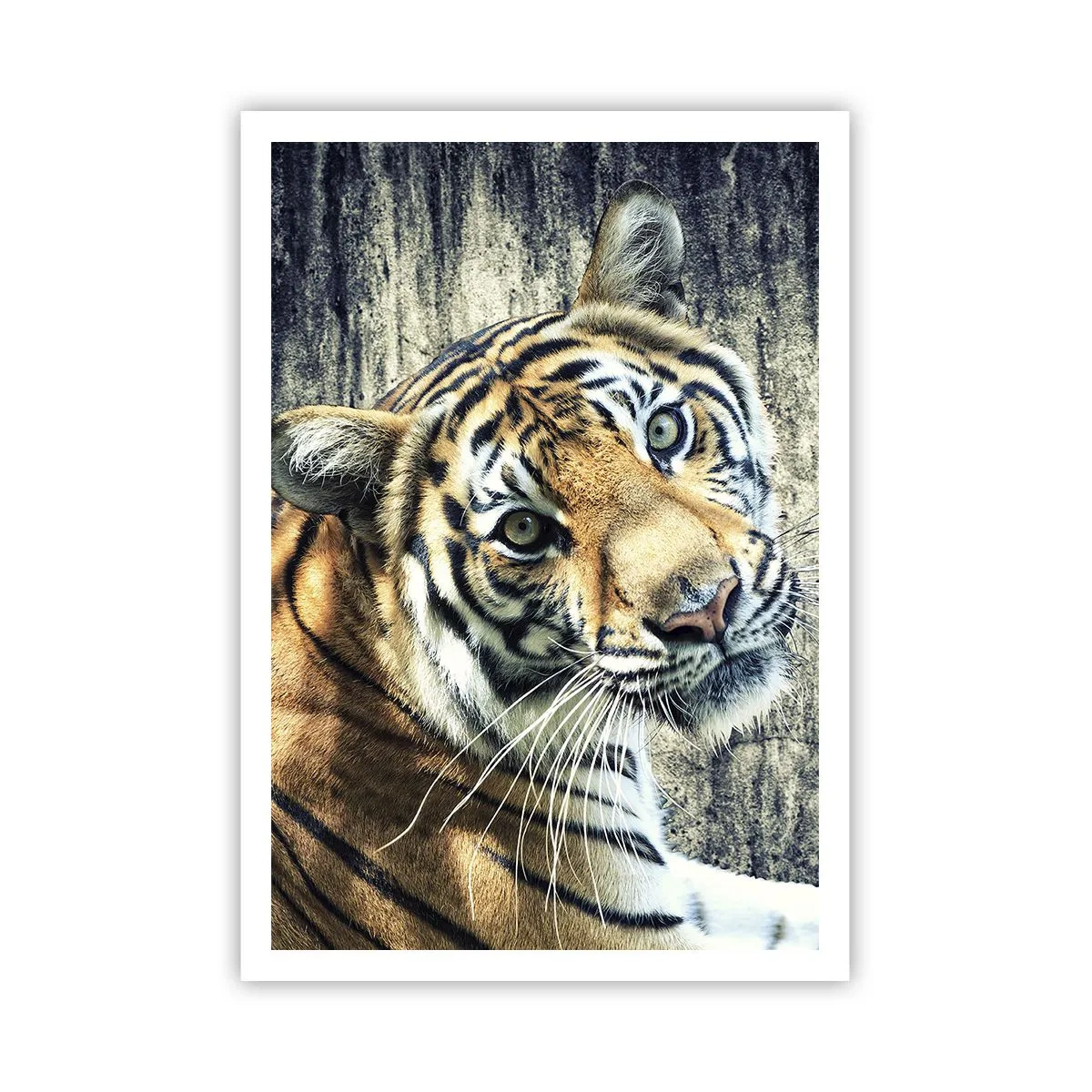 Poszter - Portré a fénysugárban - 70x100 cm