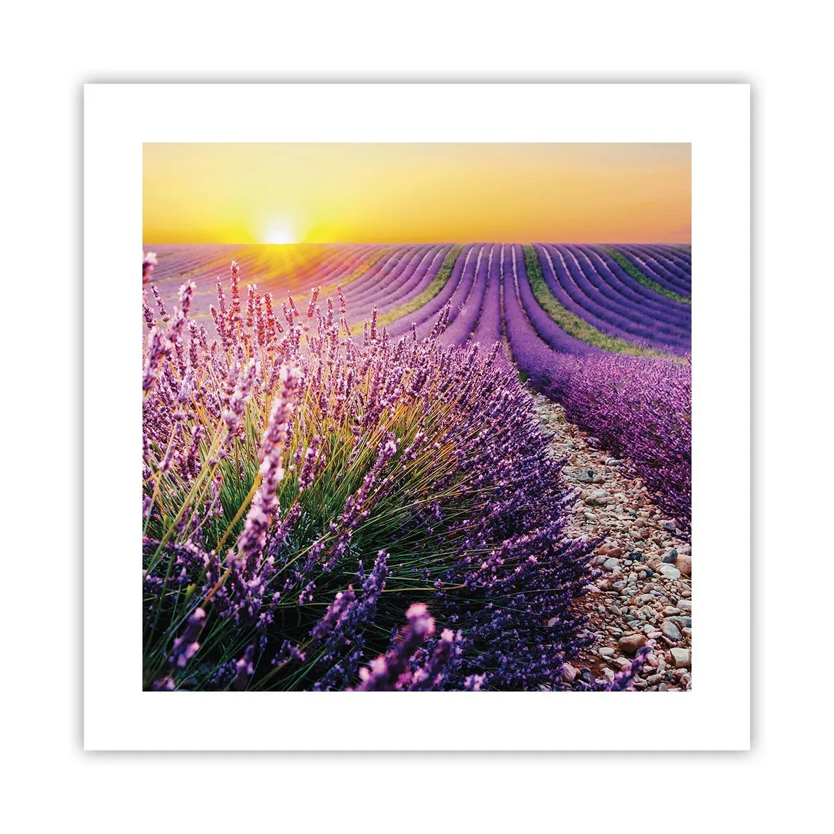 Poszter - Illatos szálak - 40x40 cm