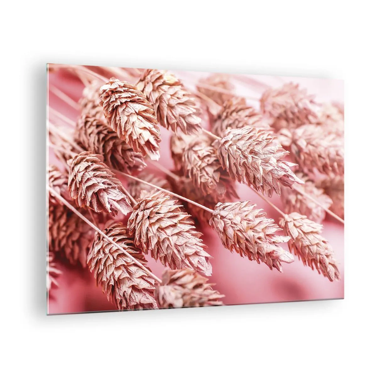 Üveg kép - Szárított kukoricafülek rózsaszín árnyalatokban pasztell háttéren - 70x50cm - Rózsaszín virágos kaszkád - Modern fali dekoráció nappalihoz és hálószobához ARTTOR