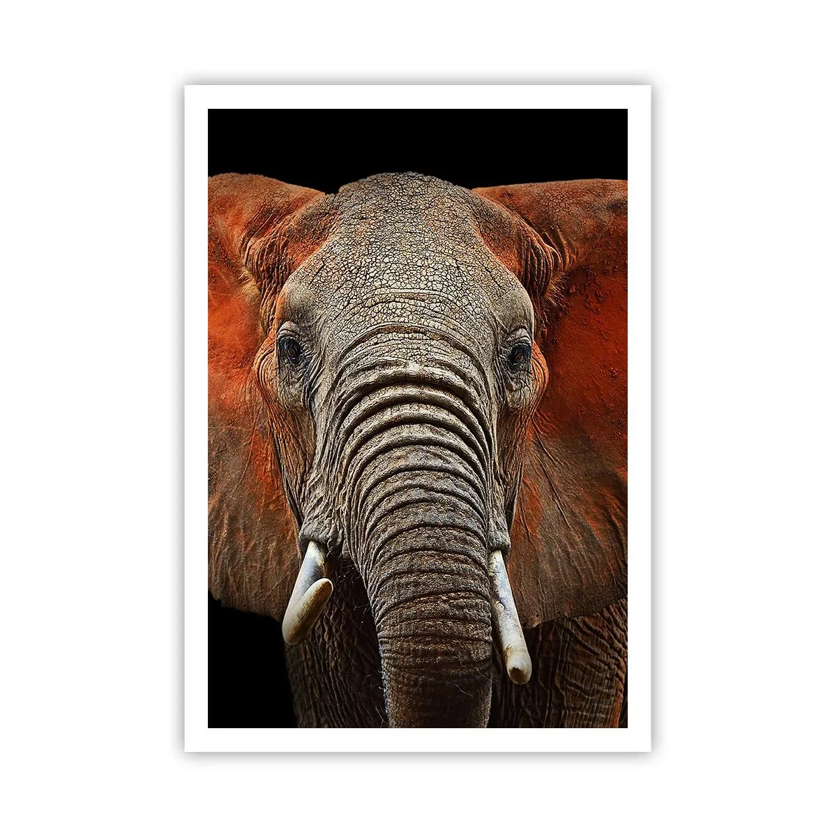 Poszter - Én vad vagyok, és te? - 70x100 cm