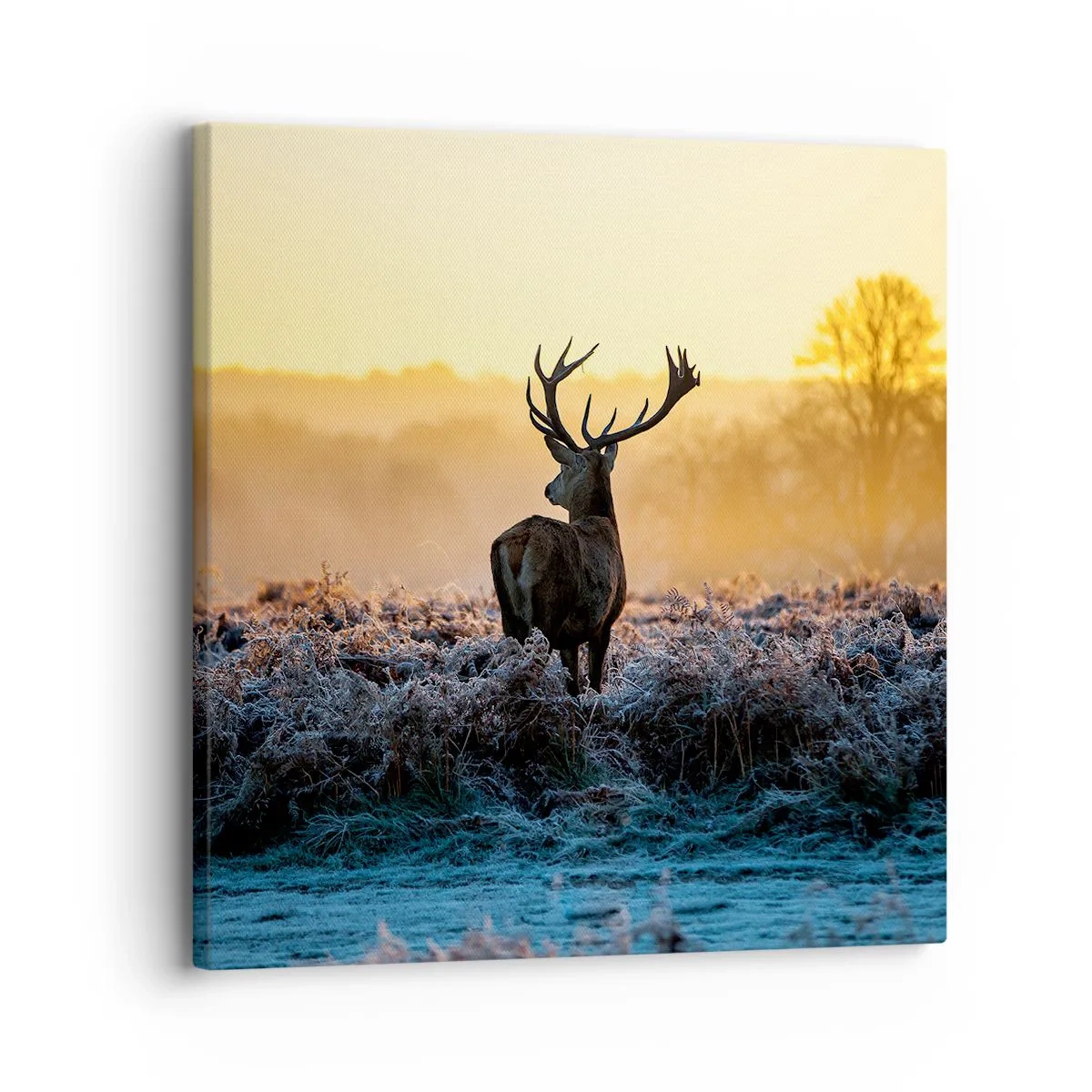 Vászonkép - Megkoronázott a birtokán - 30x30 cm