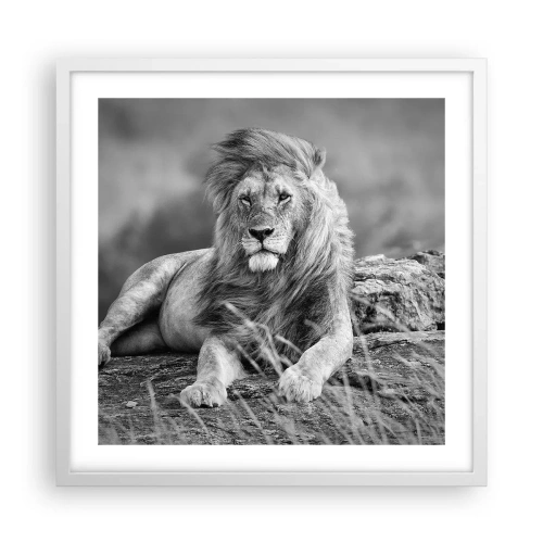 Poszter fekete keretben - Királyi szieszta - 50x50 cm