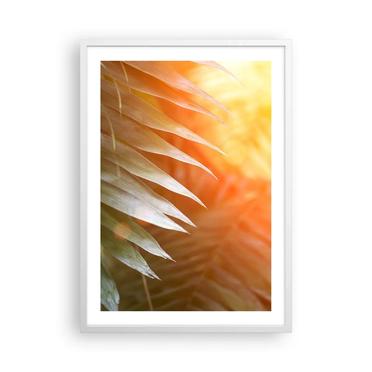 Poszter fekete keretben - Reggel a dzsungelben - 50x70 cm