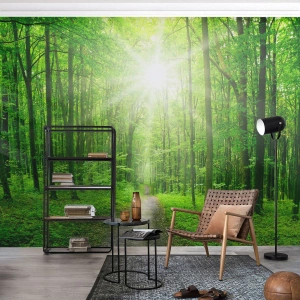 Fotótapéta Standard Eco - A zöld katedrális - Tájkép, Erdő, A nap sugarai - 350x256 cm