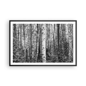 Poszter fehér keretben - Nyírfa oszlopsor - 91x61 cm