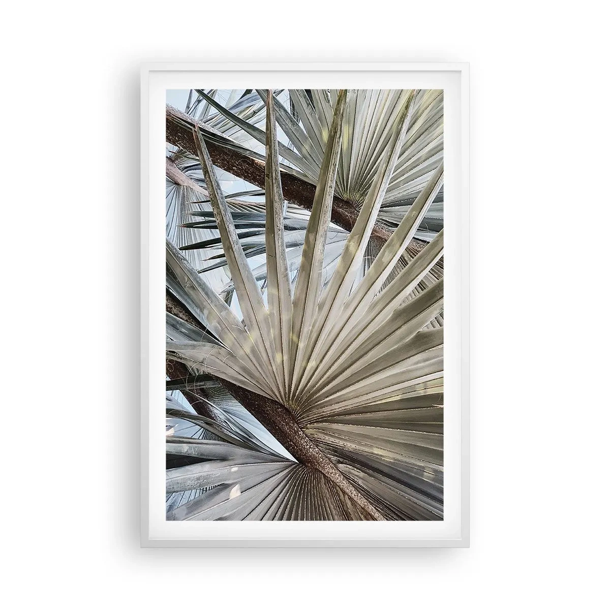 Poszter fekete keretben - Legyező a trópusokon - 61x91 cm