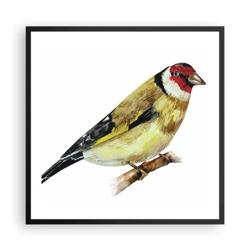 Poszter fehér keretben - Madárportré - 60x60 cm