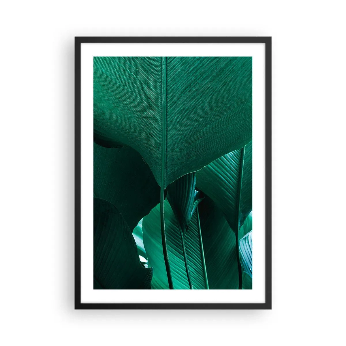 Poszter fehér keretben - Nagy zöld levelek közeli képe, amelyek szerkezetét és textúráját mutatják. - 50x70cm - A fény felé nézve - Modern fali dekoráció nappalihoz és hálószobához ARTTOR