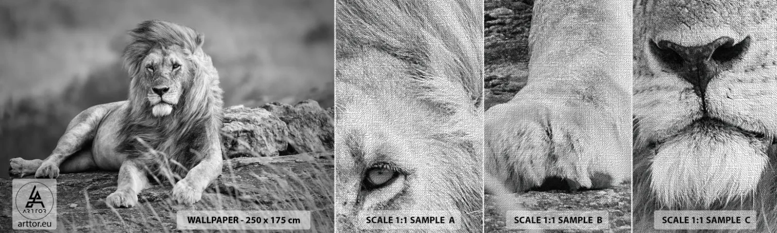 Fotótapéta Minta Premium Canvas - Királyi szieszta - Oroszlán, Állatok, Természet - 100x30 cm