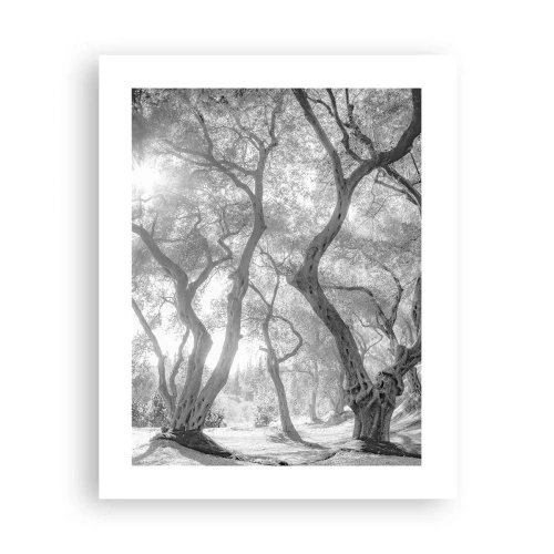 Poszter - Egy olajfaligetben - 40x50 cm