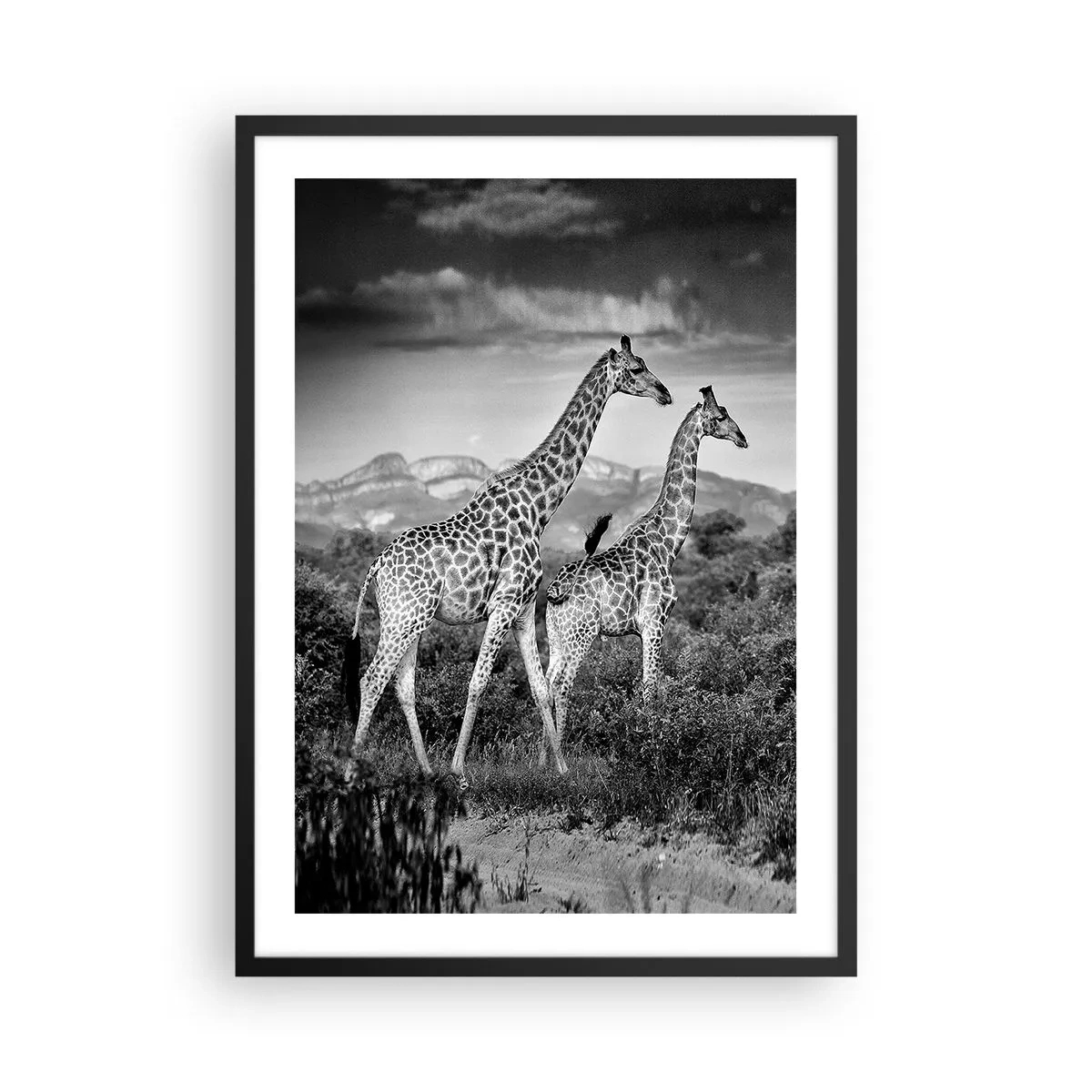 Poszter fehér keretben - Zsiráfok fekete-fehér portréja afrikai tájkép hátterében - 50x70cm - Magas rangok Afrikában - Modern fali dekoráció nappalihoz és hálószobához ARTTOR