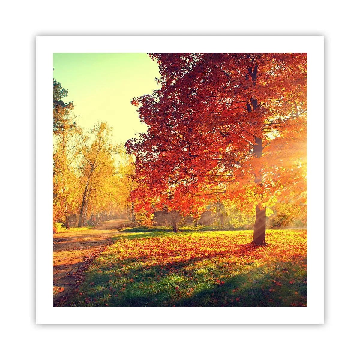 Poszter - A vörös gyönyörű - 60x60 cm